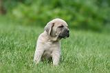 CANE CORSO 1093